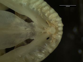 Media type: image;   Herpetology R-131274